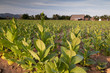 Tobacco field in Cuba