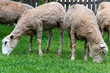 Sheep couple