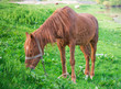 horse grazing