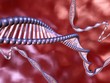 DNA im Körper