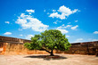 beautiful green tree