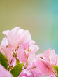 Bougainvillea flower