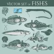 vintage drawings of fishes and shells