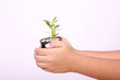 Foto: hands and tree hands and tree
