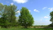 Video: Sky and wood. PAL Time lapse Sky and wood. PAL Time lapse