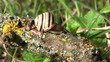 Snail on a branch. Close up