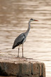 Great Heron
