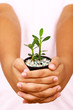 Foto: hands and tree hands and tree