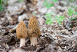 Two mushrooms