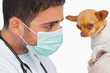 Vet holding chihuahua and wearing protective mask