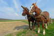 Horses with a cart on a spring field.