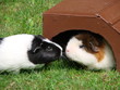 Meerschweinchen auf der Wiese
