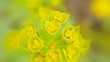Insect pests eat wild flowers  (macro)