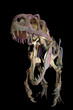 Velociraptor