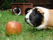 Meerschweinchen futtert Äpfel