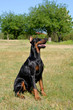 Doberman Pinscher sit on a meadow