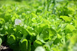 Photo: frischer Salat frischer Salat