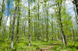 Common Oak Forest