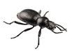Photo : beetle species Tentyria peiroleri beetle species Tentyria peiroleri