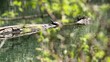 Turtle on tree trunk in the river