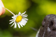 Sniffing a daisy
