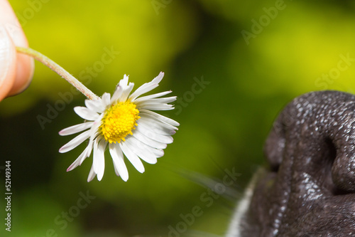 Photo: Sniffing a daisy Sniffing a daisy