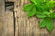 Chestnut leaves