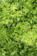 Capillaire - Adiantum capillus-veneris 