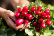 radish