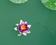 lotus