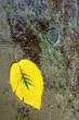 Yellow Leaf