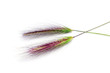 Photo: barley spikes barley spikes
