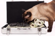 cat is looking for drugs
