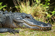 Photo: Alligator Alligator