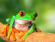 red eyed tree frog