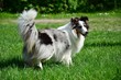 JEUNE BERGER DES SHETLAND A ROBE MERLE