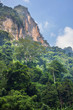 Photo: Jungle in Vietnam Jungle in Vietnam