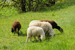 Foto: Pecore al pascolo Pecore al pascolo