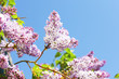 pink lilac