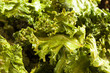 Homemade Organic Green Kale Chips