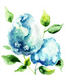 Beautiful Hydrangea blue flowers