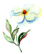 Beautiful Blue flower