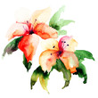 Beautiful Lily flowers
