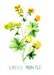 Ladys mantle herb