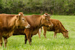 Vache, troupeau