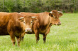 Vache, troupeau
