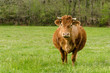 Vache, portrait