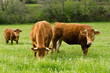 vache, troupeau