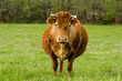 Vache, portrait
