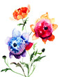 Beautiful Peony flowers